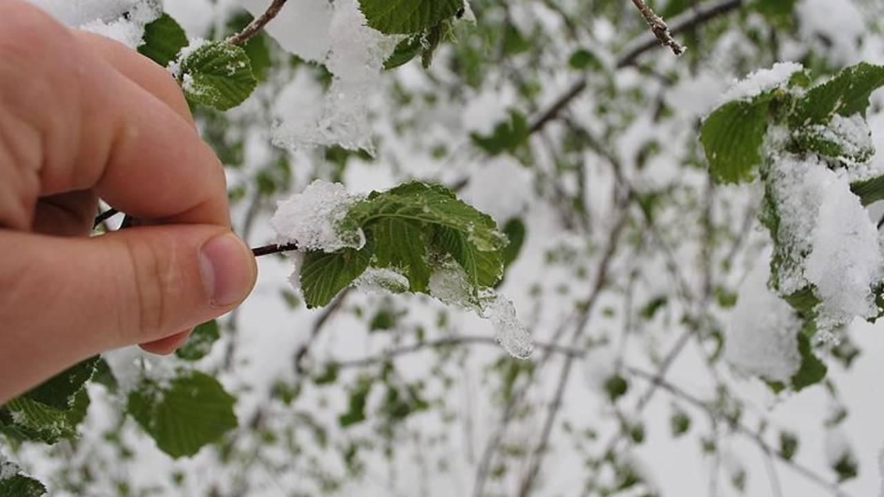 40 il için sarı uyarı: Zirai don ve yağışa dikkat — Son Dakika — Adıyaman yerel haber görseli