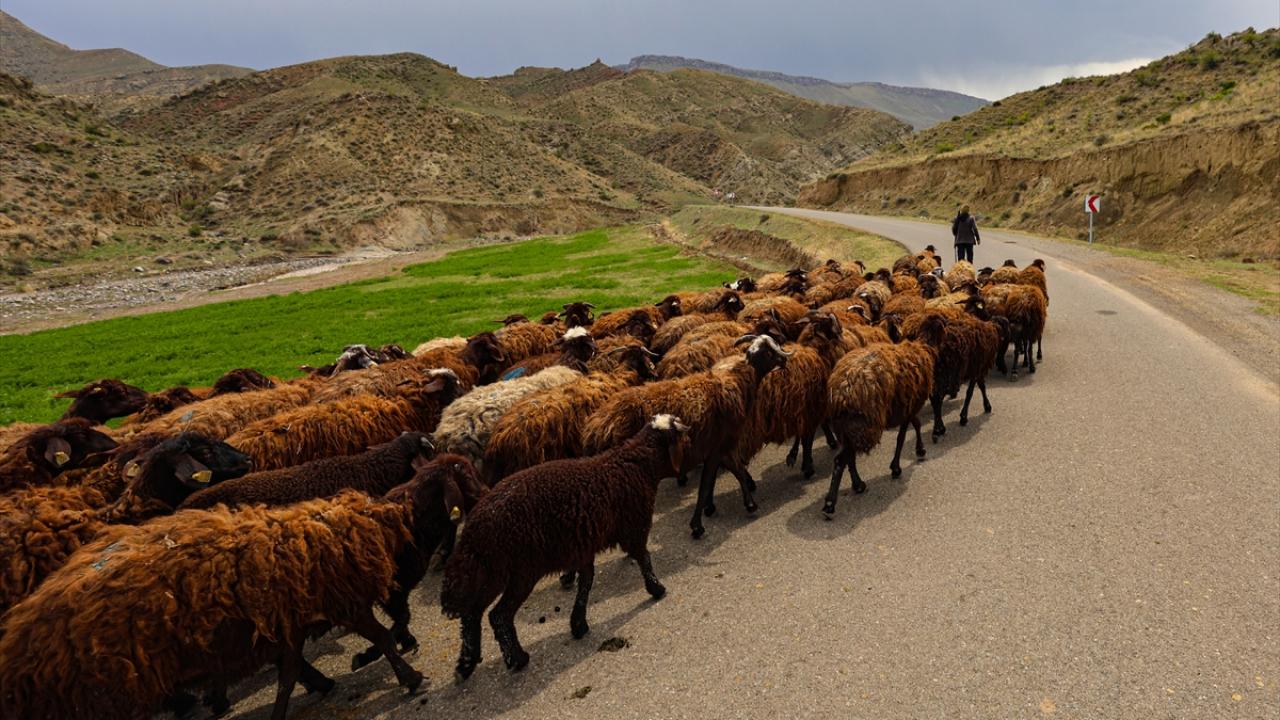Hayvancılıkta yeni merkez: 784 milyonluk dev yatırım — Son Dakika haber görseli
