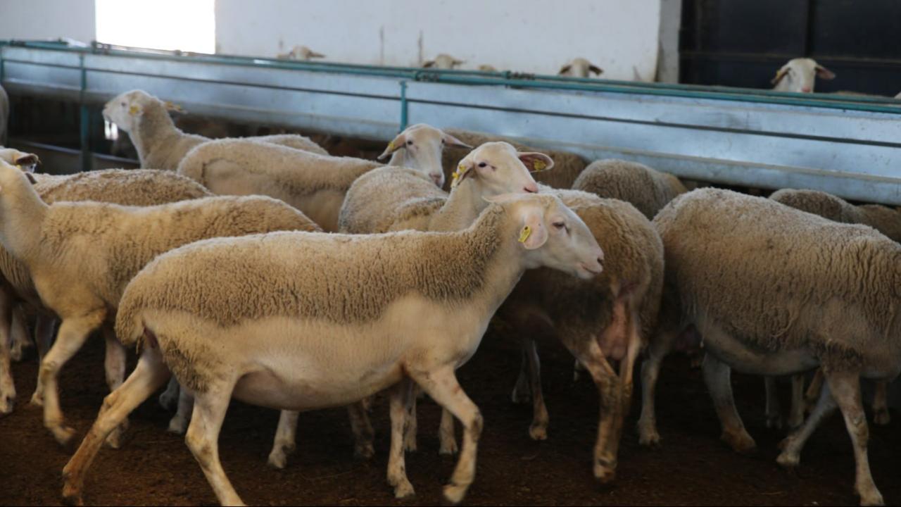 Iğdır'da arı saldırısında 816 koyun telef oldu — Son Dakika — Adıyaman yerel haber görseli