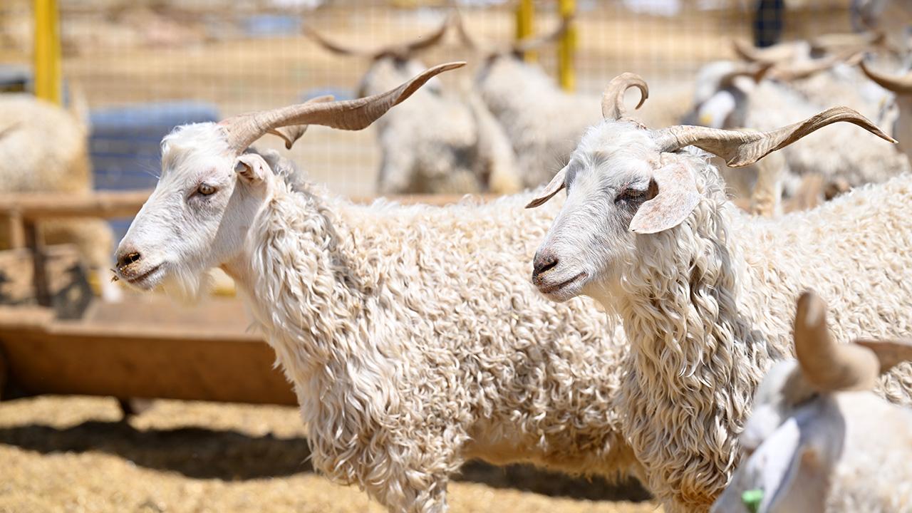 Satılamayan kurbanlıkları Et ve Süt Kurumu satın alacak — Son Dakika haber görseli