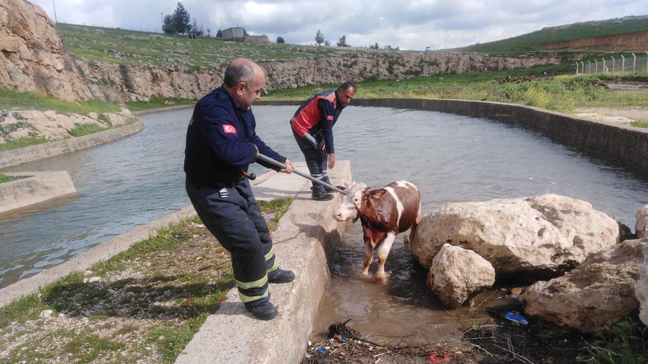 Su kanalına düşen inek için seferber oldular — Son Dakika görseli