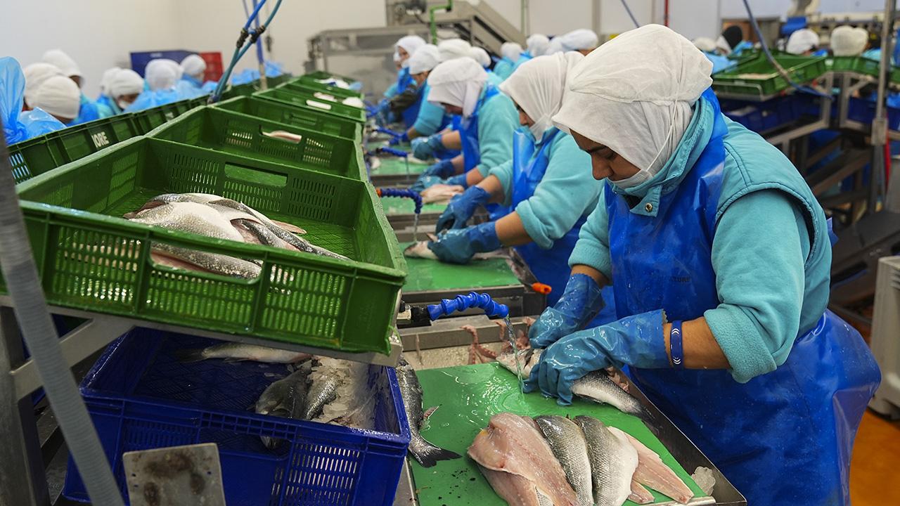 Su ürünlerinde ilk çeyrekte 552 milyon dolarlık ihracat — Son Dakika — Adıyaman yerel haber görseli