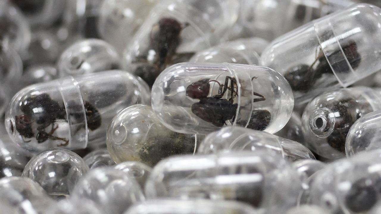 Valizinden 2 bin 200 canlı karınca çıktı — Son Dakika haber görseli